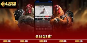 Đá gà cựa sắt