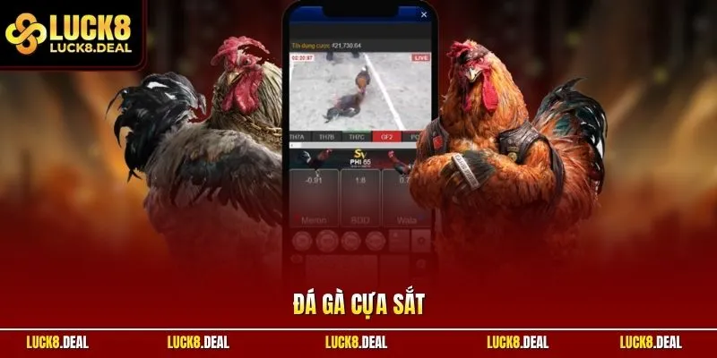 Đá gà cựa sắt