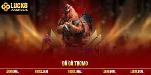 Đá gà Thomo