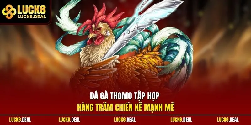 Đá gà Thomo tập hợp hàng trăm chiến kê mạnh mẽ