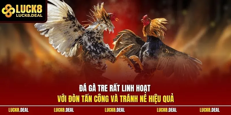 Đá gà tre rất linh hoạt với đòn tấn công và tránh né hiệu quả