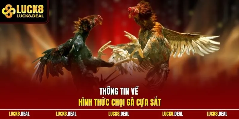 Thông tin về hình thức chọi gà cựa sắt