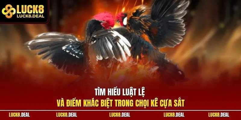 Tìm hiểu luật lệ và điểm khác biệt trong chọi kê cựa sắt